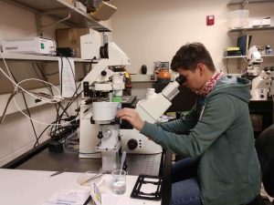 Person using a large microscope at a laboratory workstation.